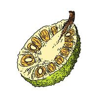 green jackfruit sketch hand drawn vector