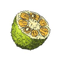 fruit jackfruit sketch hand drawn vector