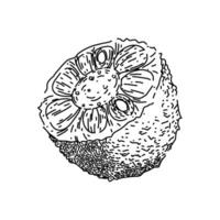 fruit jackfruit sketch hand drawn vector