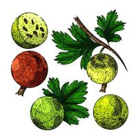 gooseberry set sketch hand drawn vector