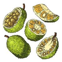 jackfruit set sketch hand drawn vector