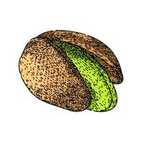 ingredient pistachio nut sketch hand drawn vector