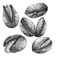 pistachio nut set sketch hand drawn vector