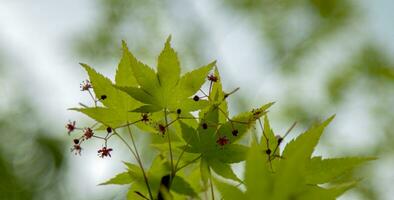Maple leaves in the spring season. photo