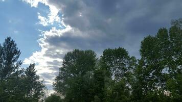 Deciduous trees against the blue sky. Landscape with trees photo