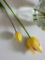amarillo tulipanes y florero. amarillo tulipanes con vaso florero foto