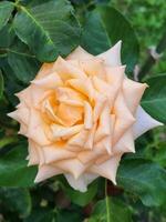 Rosa flor. crema jardín Rosa flor. floral antecedentes para tarjeta postal foto