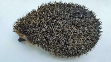 Hedgehog. Photo of a hedgehog. Hedgehog close-up on a white background. Animal with needles