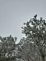 Winter landscape. Trees covered with frost photo