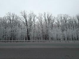 Winter landscape. Trees covered with frost photo