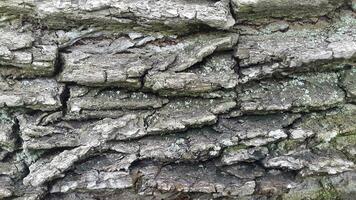 Deciduous tree bark. Tree bark texture. Natural background from tree bark photo