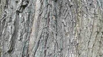 caduco árbol ladrar. árbol ladrar textura. natural antecedentes desde árbol ladrar foto