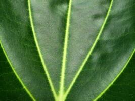 Green leaf close up. Organic background from green plant leaf photo