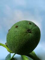 Walnut. Unripe walnut fruit. Walnut in green skin photo