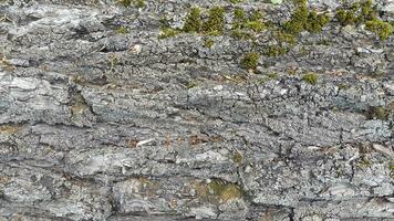 caduco árbol ladrar. árbol ladrar textura. natural antecedentes desde árbol ladrar foto