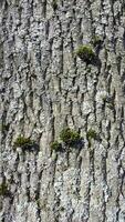 Tree bark with sprouted moss. Tree bark with green moss photo