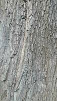 Deciduous tree bark. Tree bark texture. Natural background from tree bark photo