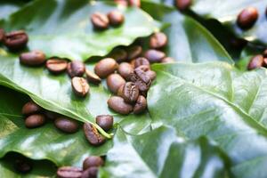 fresh green coffee leaf background photo