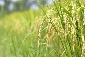 rice in the harvest season yellow photo