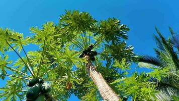 bela árvore de mamão na natureza tropical em puerto escondido méxico. video