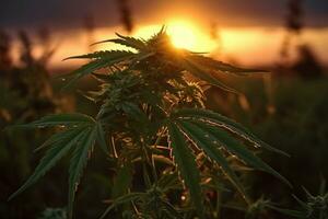 A cannabis field with green cannabis leaves, contrasting with the sunset. Generative AI. photo