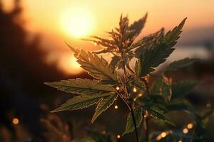 A cannabis field with green cannabis leaves, contrasting with the sunset. Generative AI. photo