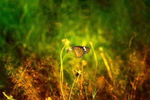 mariposa en el prado a puesta de sol. naturaleza antecedentes. foto