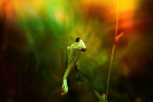 Praying mantis on the grass in the sunset light. photo