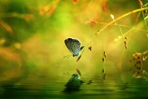 un mariposa encaramado en el parte superior de un rama ese colgado abajo encima el agua y formado un reflexión foto