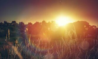Arte salvaje prado a puesta de sol. macro imagen, superficial profundidad de campo. resumen agosto verano o otoño naturaleza antecedentes foto