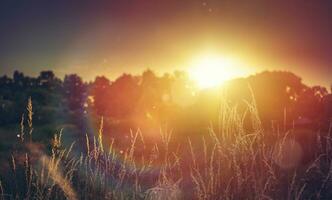 Art Wild meadow at sunset. Macro image, shallow depth of field. Abstract august summer or autumn nature background photo
