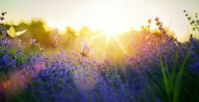 Summer meadow with many summer lavender flowers and butterflies on a sunny day photo
