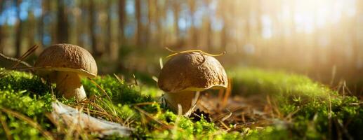 Edible cep mushrooms in a sunny autumn forest photo