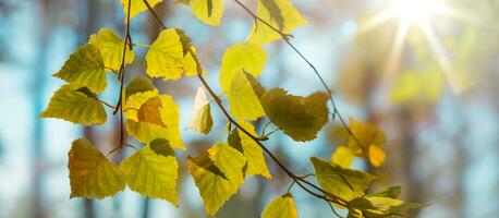 Beautiful autumn landscape with yellow autumn trees and sun. Colorful foliage in the forest. natural background photo