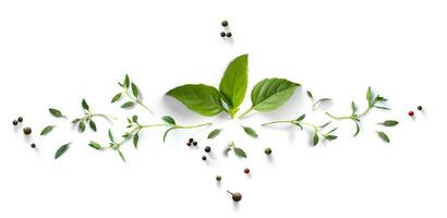 Collection of fresh herb leaves. thymeand basil Spices, herbs on a white table. photo