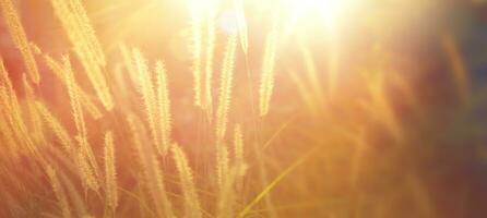 Art Autumn Wild meadow at sunset. Macro image, shallow depth of field. Abstract autumn nature background photo