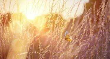 Abstract field landscape at sunset with soft focus. dry ears of grass in the meadow and a flying butterfly, warm golden hour of sunset, sunrise time. photo