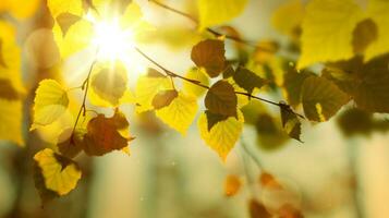 Beautiful sunny autumn landscape with yellow autumn trees and sun. Colorful foliage in the forest. natural background photo