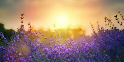 Art Wild flowers in a meadow at sunset. Macro image, shallow depth of field. Abstract august summer nature background photo