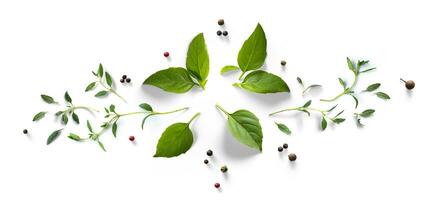 Collection of fresh herb leaves. thymeand basil Spices, herbs on a white table. Food design element on white background. photo