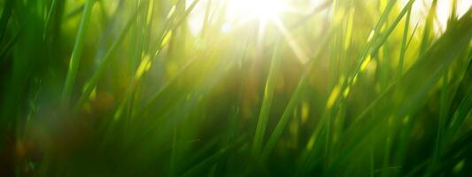 Wild green grass in a forest clearing at sunset. Macro image, shallow depth of field. Abstract background of summer and spring nature. photo