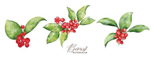 Christmas watercolor set of bouquet arrangings with berries and leaves vector