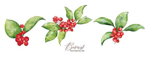 Christmas watercolor set of bouquet arrangings with berries and leaves vector