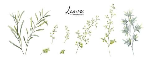 Set of Watercolor Botanical Leaves Elements vector