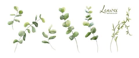 Set of Watercolor Botanical Leaves Elements vector