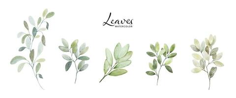 Set of Watercolor Botanical Leaves Elements vector