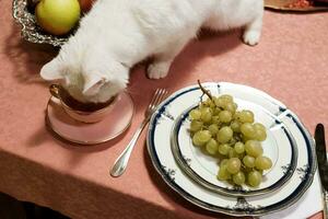 blanco gato y un plato de uvas en un mesa en un restaurante foto