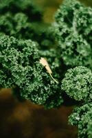 Close up of fresh green curly kale in the garden. Selective focus. photo