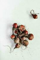 Bunch of red radish with roots on white background, top view photo