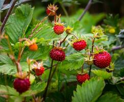 Strawberry bush with red berries and green leaves in the garden photo